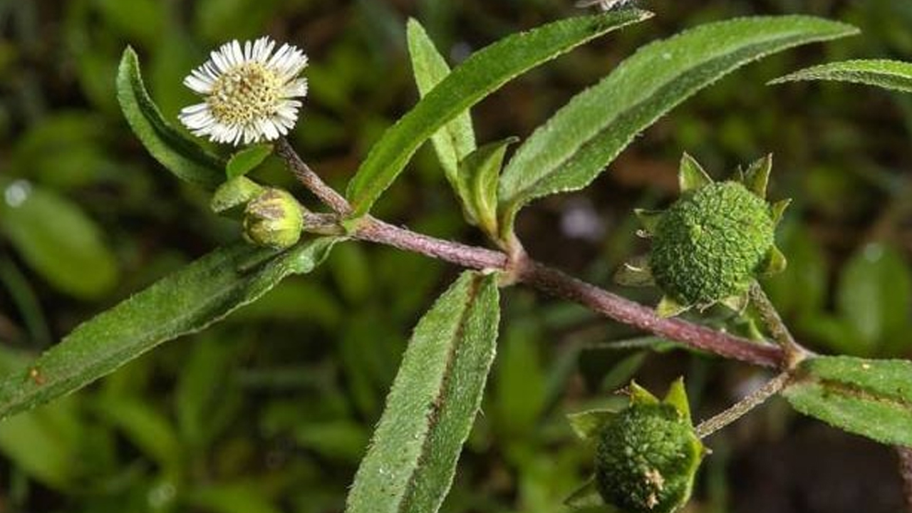 कपाल फुलेर हैरान हुनुहुन्छ? लगाउनुहोस् भृङ्गीराजको हेयर मास्क