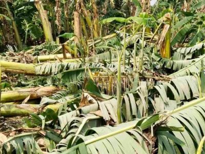 झापामा हुरी र वर्षाले केराखेती नष्ट