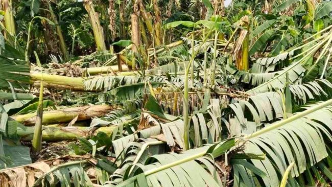 झापामा हुरी र वर्षाले केराखेती नष्ट