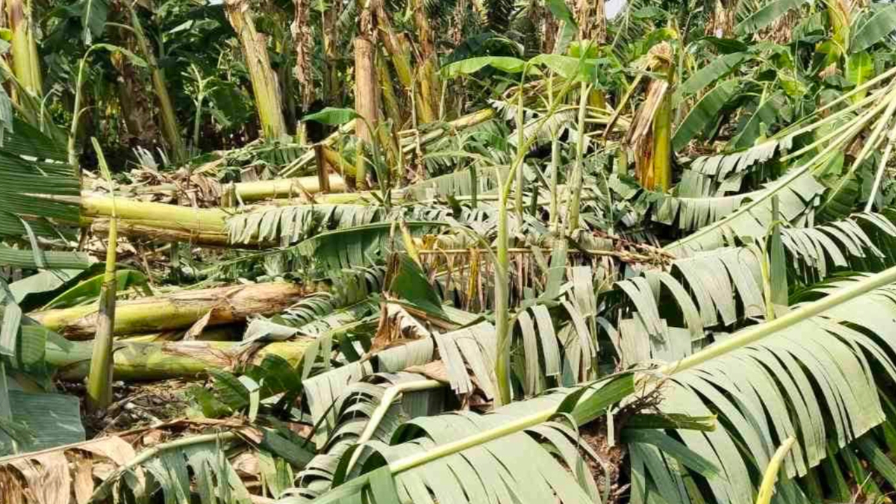 झापामा हुरी र वर्षाले केराखेती नष्ट