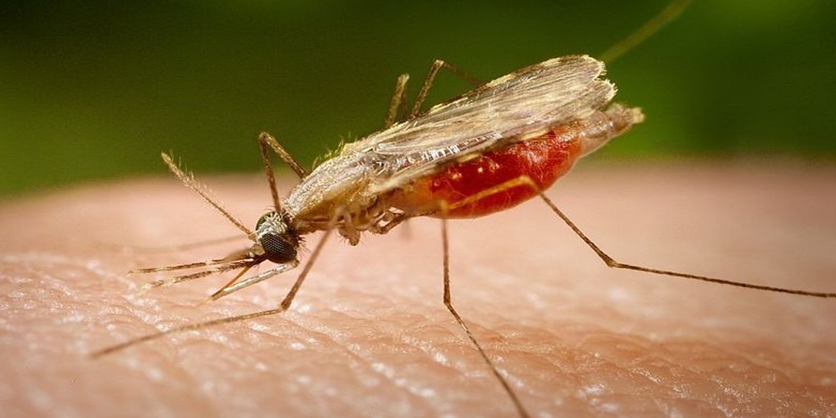 उपचार सेवा विस्तारसँगै सुदूरपश्चिममा कालाजारका बिरामी घट्दै