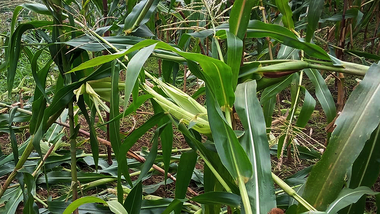बाँदर नियन्त्रण गर्न ‘मङ्की पार्क’