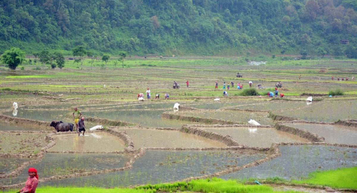 कोशी प्रदेशमा ६१ प्रतिशत रोपाइँ