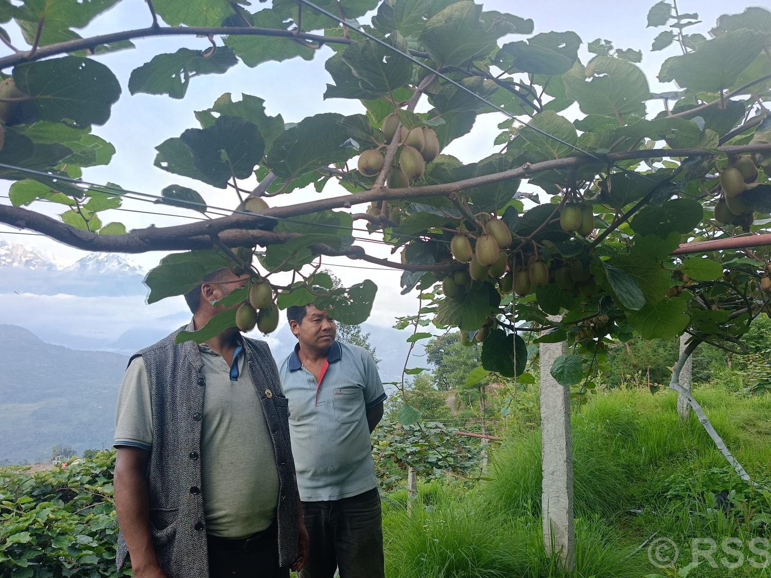 बेलायतको राहदानी त्यागेर किबीखेतीमा रमाउँदै म्याग्दीका लालबहादुर