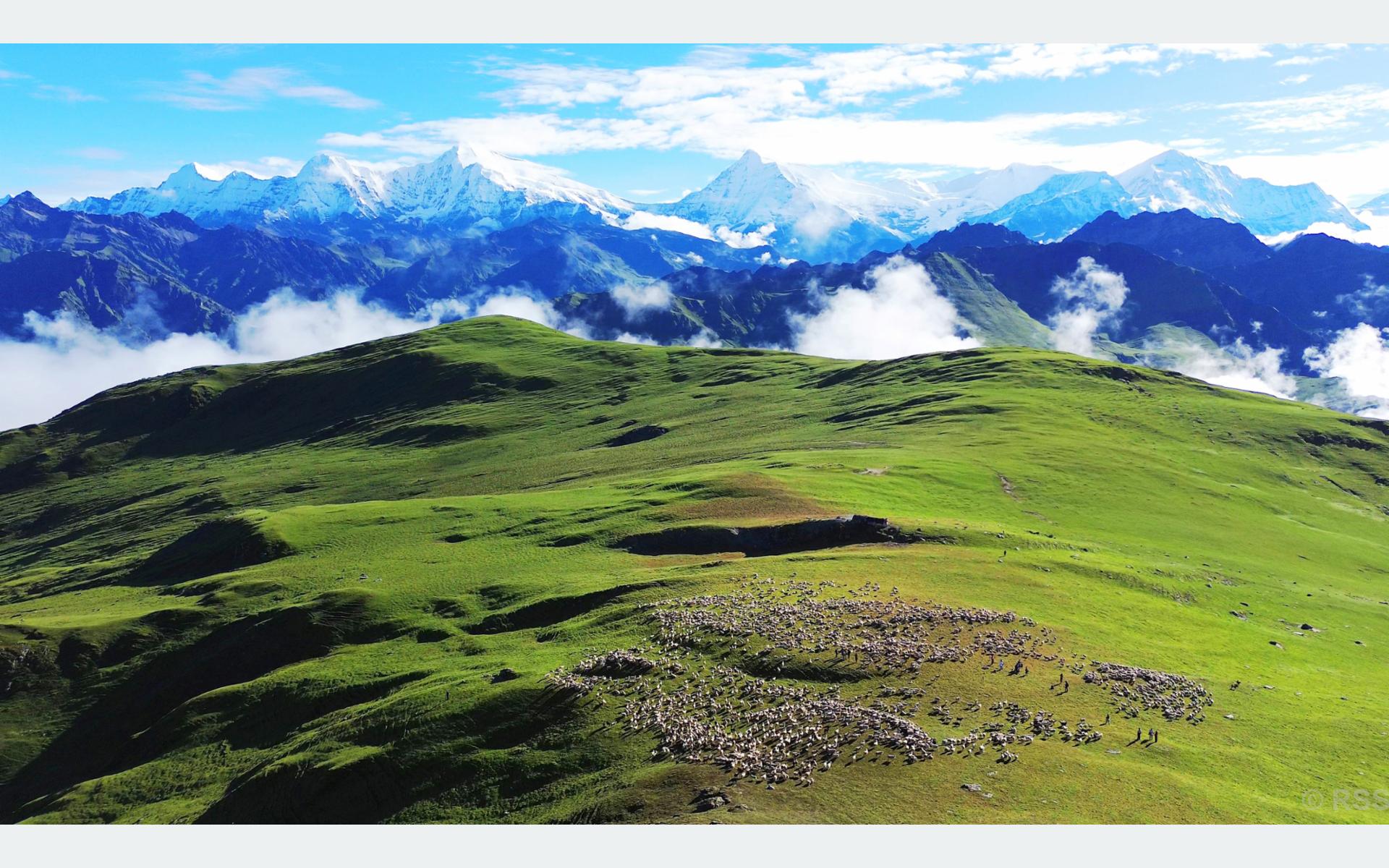 पर्यटक लोभ्याउने ढोरपाटनः भेडा र बाख्राका बथानले ढपक्क ढाकिएको बुकी