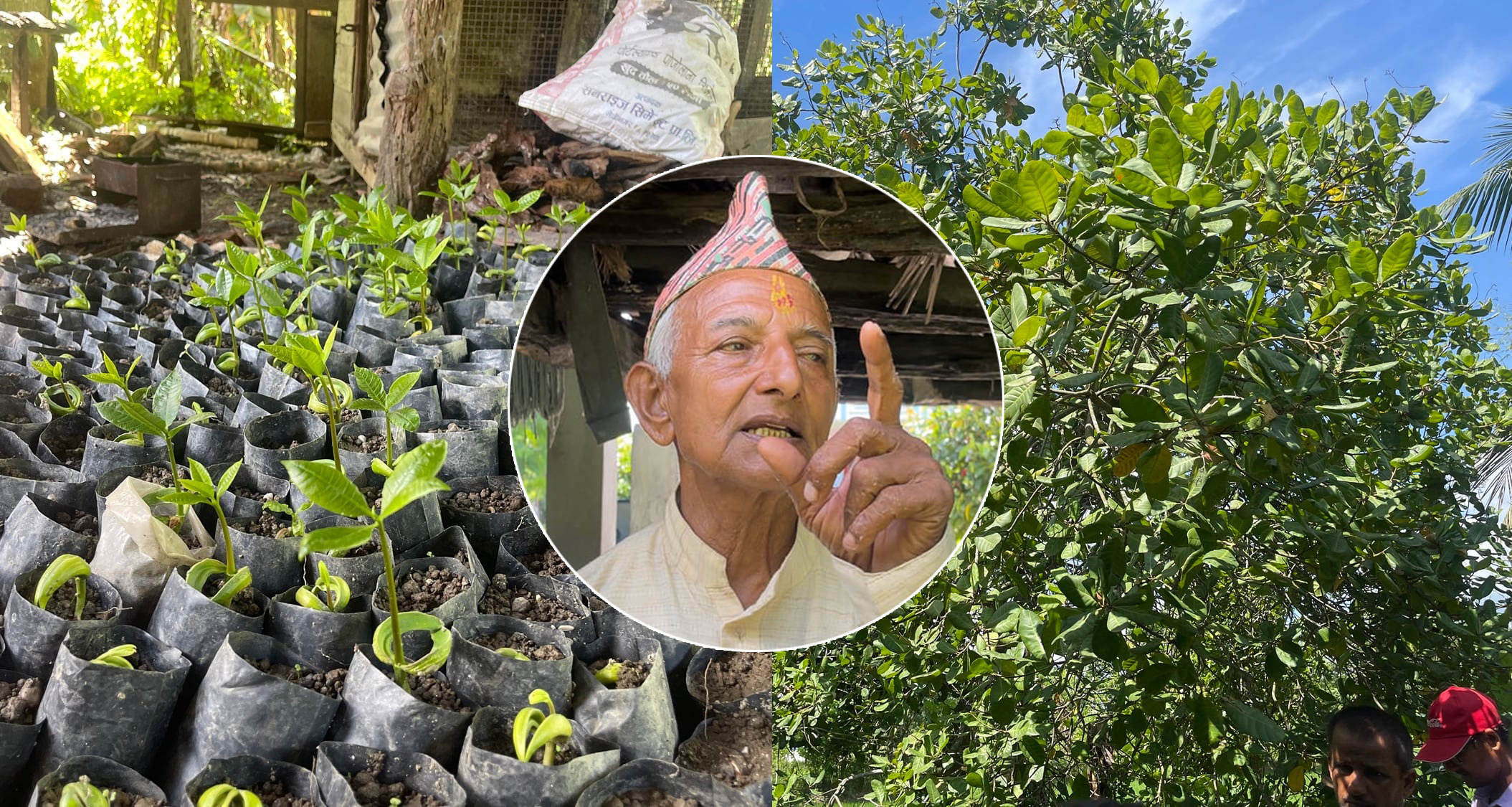 काठमाडौंदेखि दार्चुलासम्म काजुका बिरुवा पुर्‍याएर चर्चामा आएका पथरीका भुवनेश्वर पोखरेल