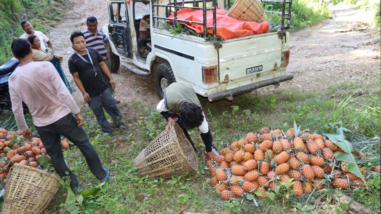 आम्दानीको बलियो स्रोत भुइँकटहर खेती