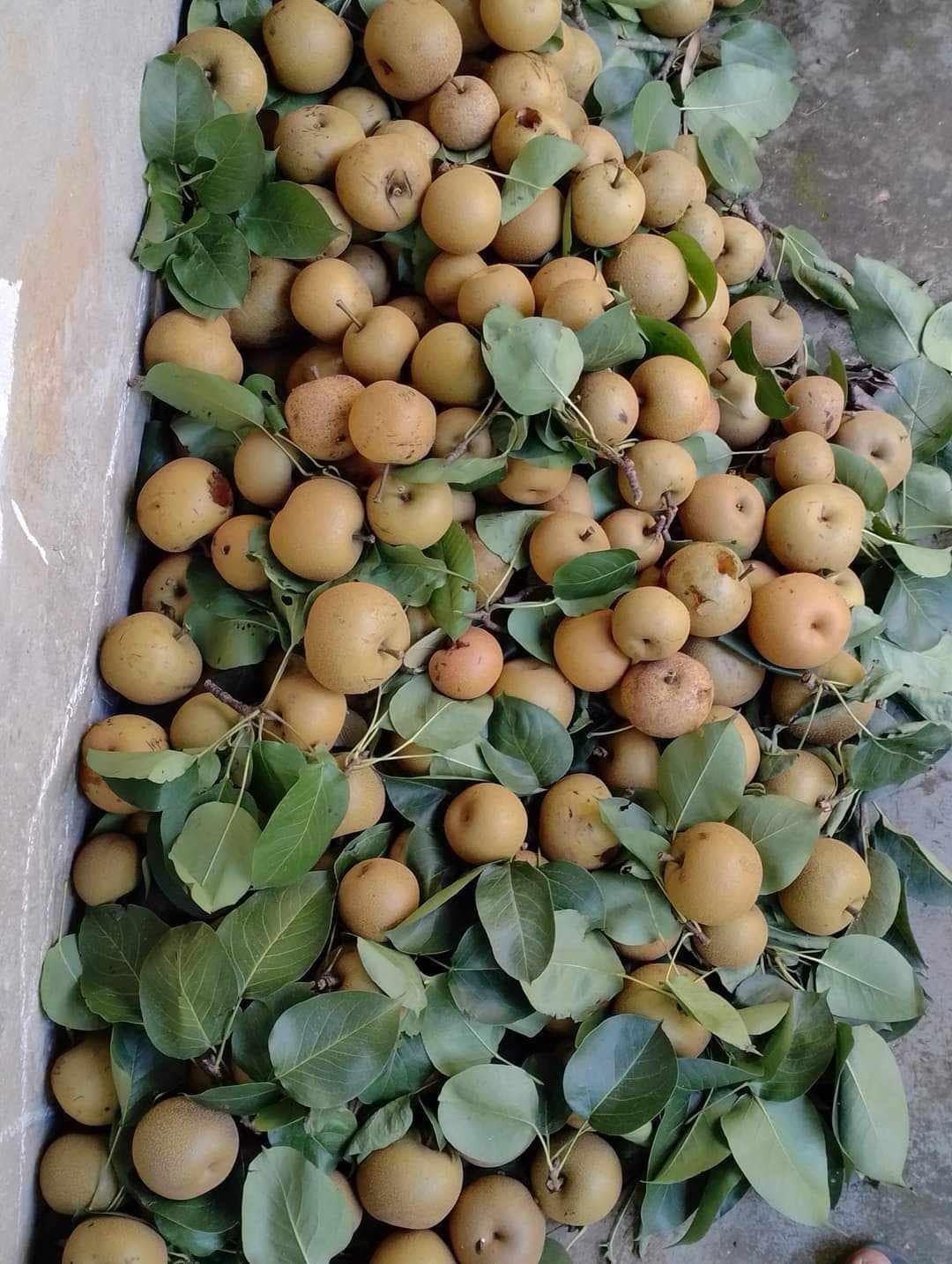 गोरखामा नास्पतीले बजार पाएन
