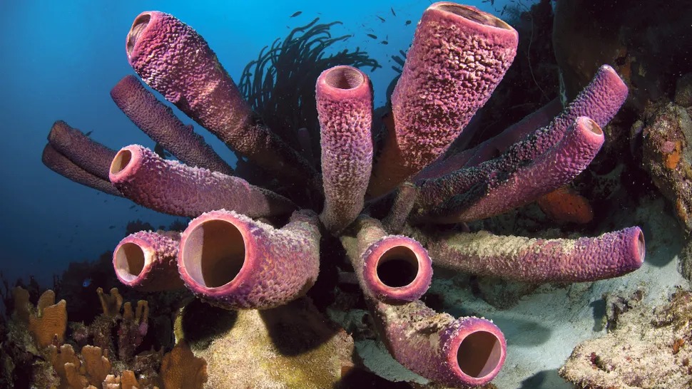 पृथ्वीमा सबैभन्दा पहिले यौन सम्बन्ध राख्ने प्राणी कुन थियो ?