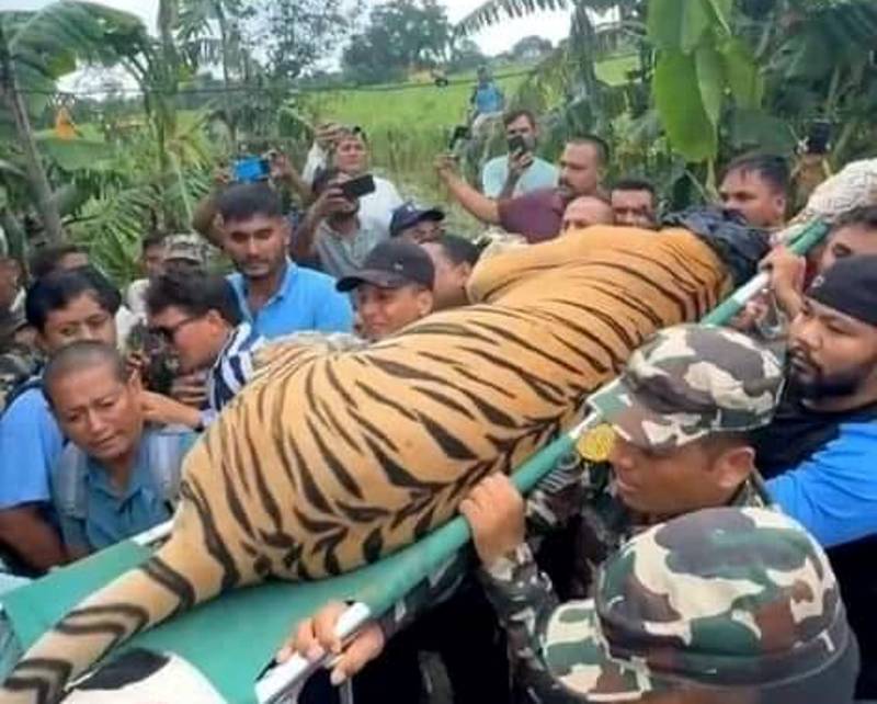 हात्ती परिचालन गरी बाघ नियन्त्रणमा