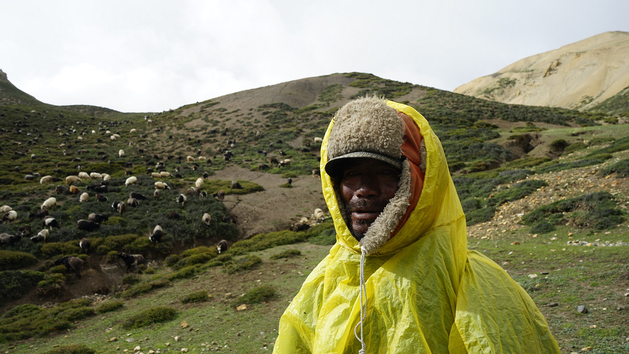 सयौँ भेडा र च्याङ्ग्रा हेर्ने हिमाली गोठाला