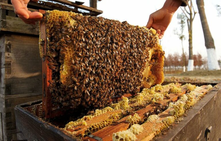 अज्ञात रोगले मौरी मर्न थालेपछि किसान चिन्तित