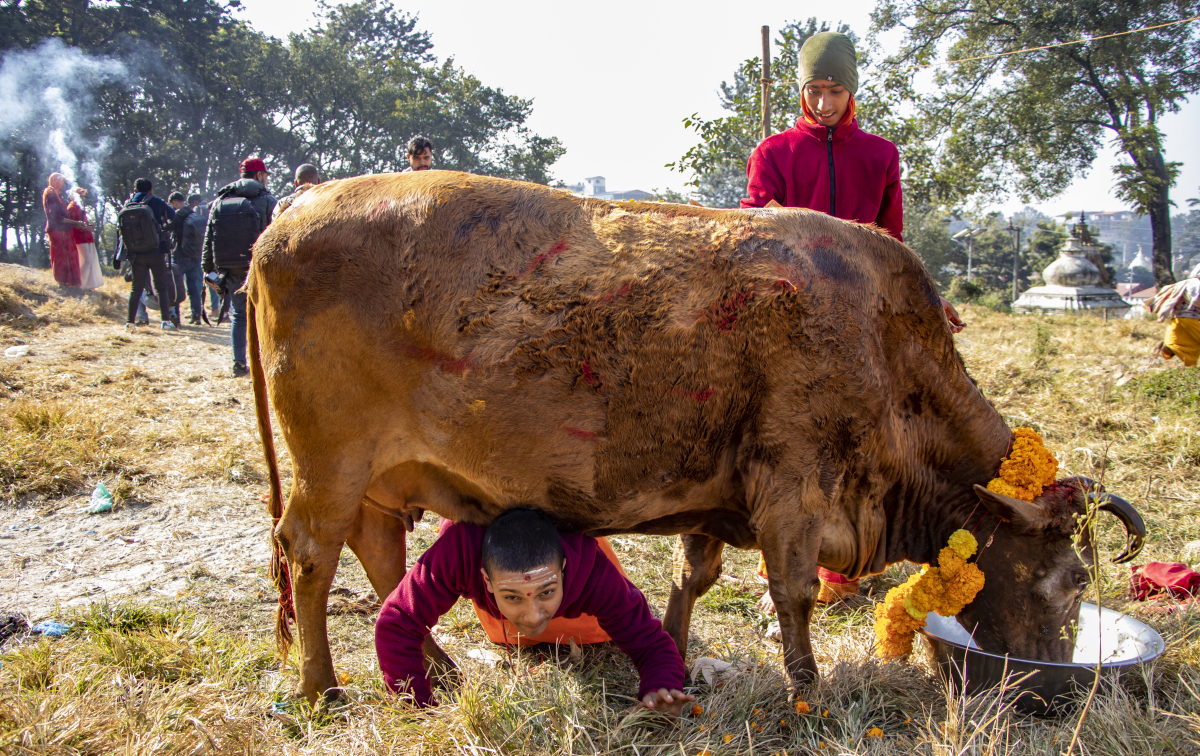 आज गाईको पूजाआजा गरी मनाइँदै