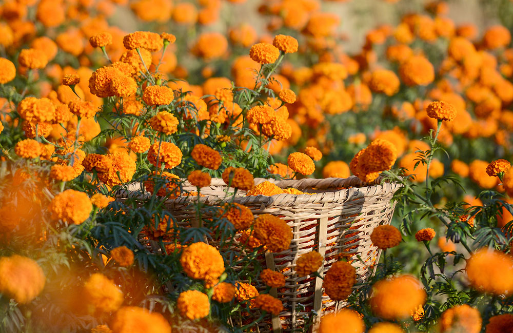 तिहारमा स्वदेशी फूलले पायो बजार