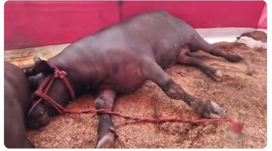 बिहारमा २.५० करोडको भैंसी बिक्रीमा