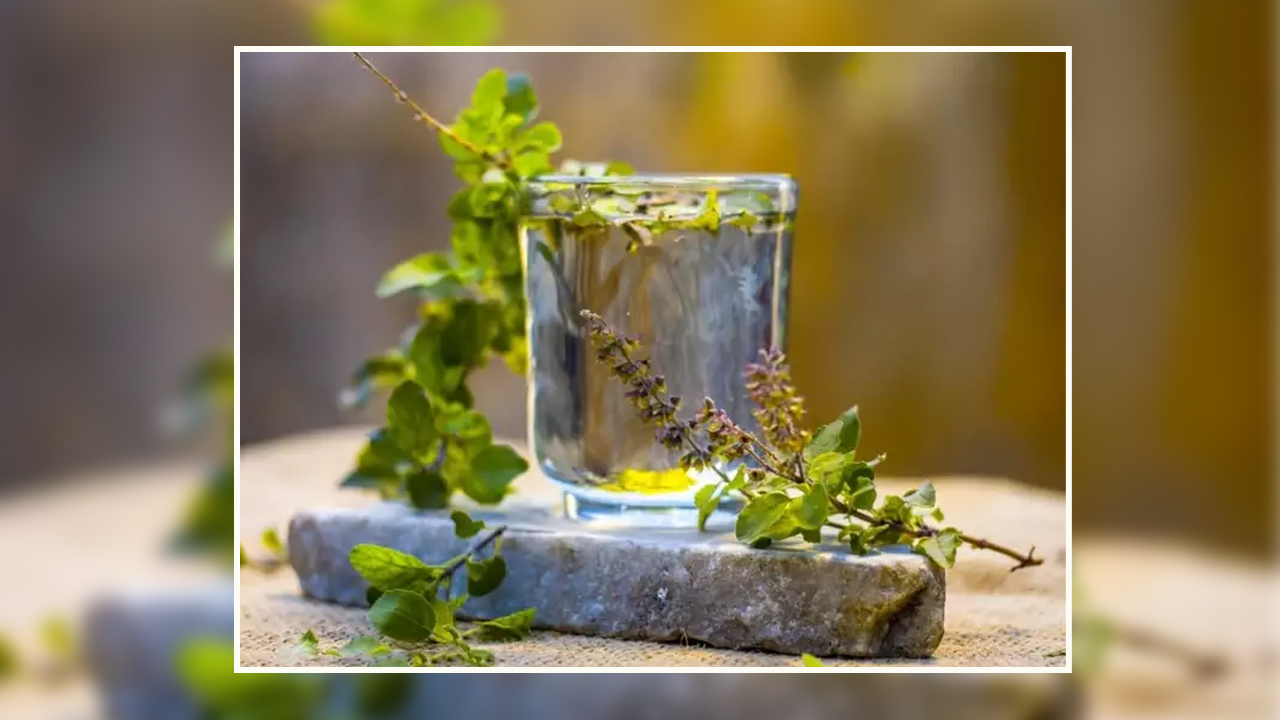 हरेक बिहान तुलसीको पानी पिउनुहोस्, पाउनुहुनेछ यी अतुलनीय फाइदाहरू