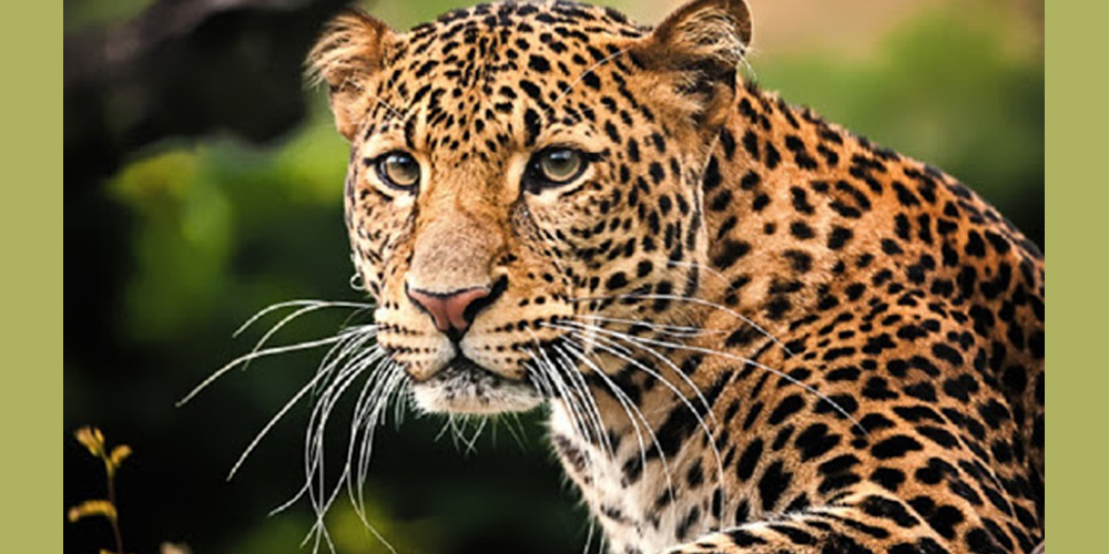 चितुवाले आक्रमण गरेर ६ जना घाइते बनायो