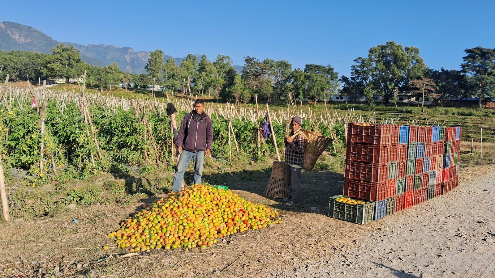 जयबहादुरको लोभ लाग्दो उद्यम, गोलभेँडा बेचेरै सात लाख बचत