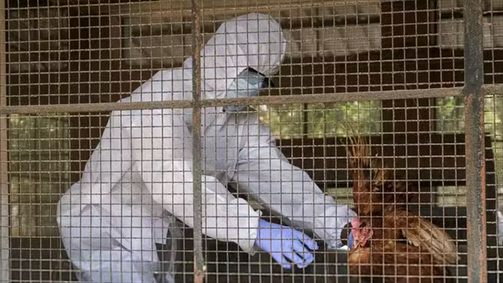 बर्डफ्लू रोकथामका लागि सीमा क्षेत्रमा उच्च सतर्कता