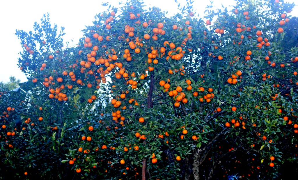 कोदो, मकै फल्ने बारीमा सुन्तला बगैँचा : यस वर्ष १५ लाखको बिक्री