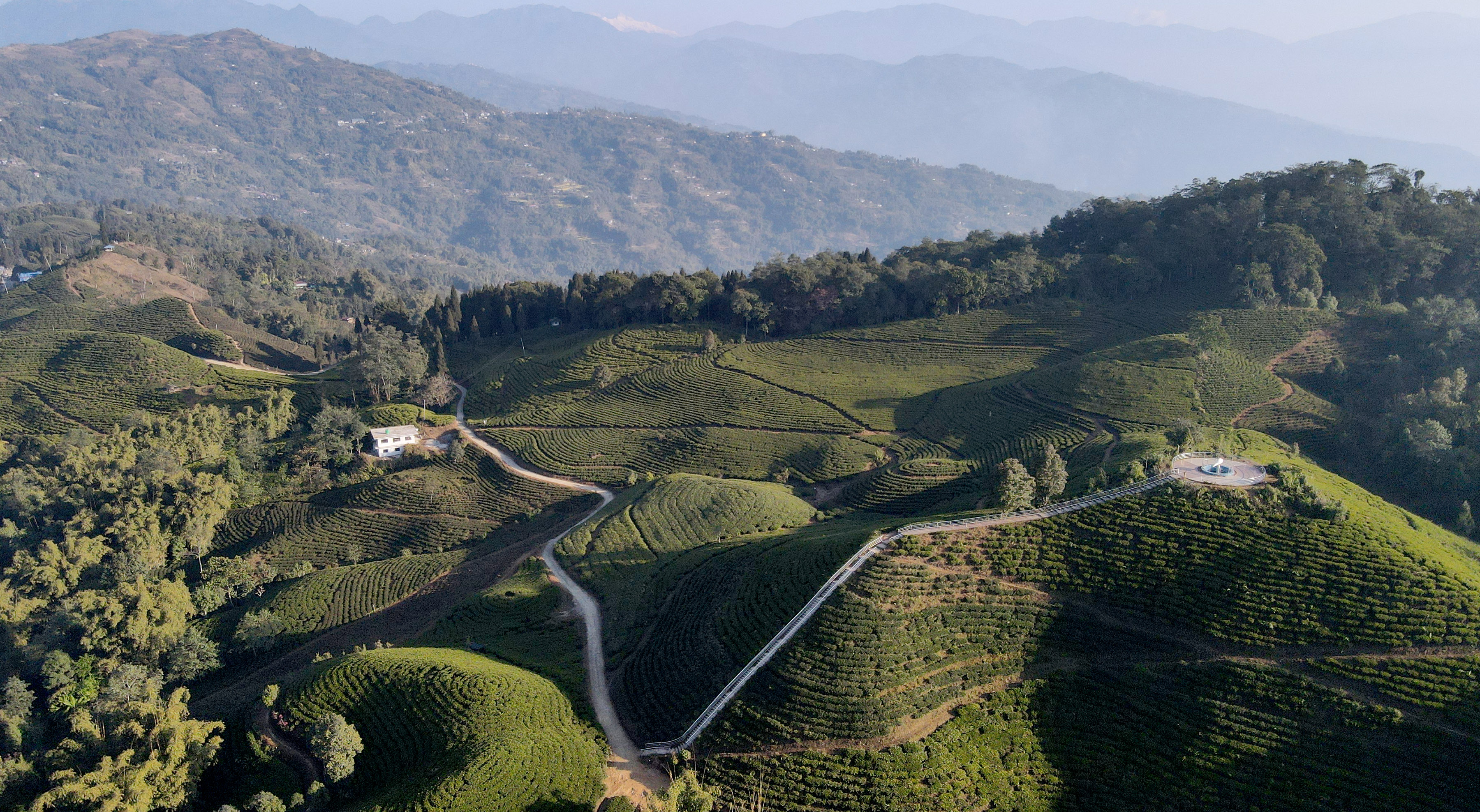 इलामको पानीटार चिया बगान