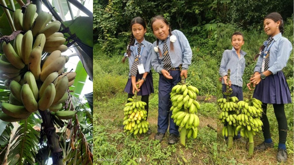 सिक्दै कमाउँदै कार्यक्रम अन्तर्गत केरा खेतीबाट ३० हजार आम्दानी