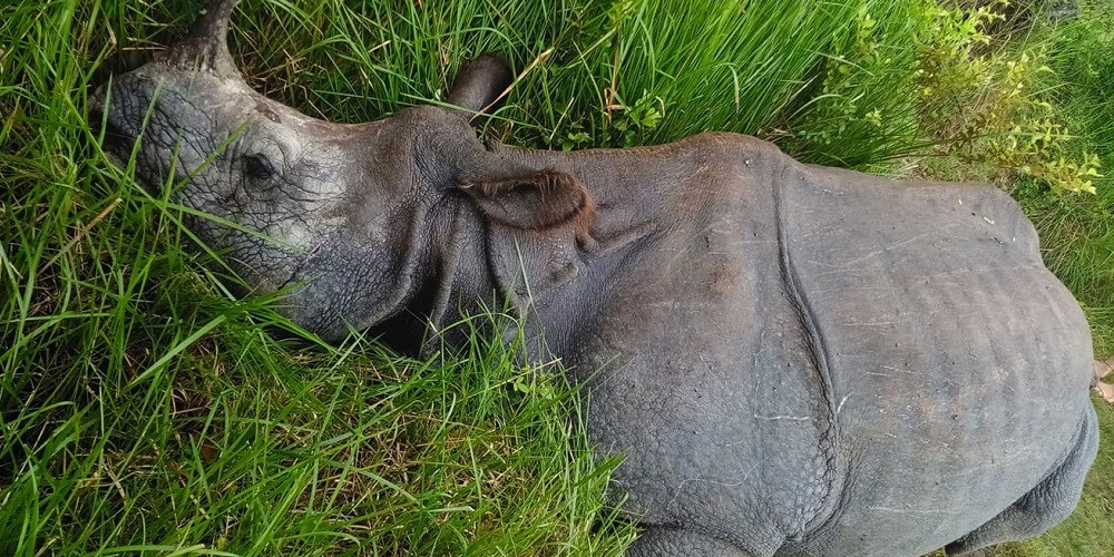 साउनयता चार गैँडा मरे