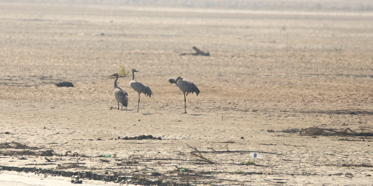 कर्णाली नदी क्षेत्रमा आइपुगे लक्ष्मण सारस