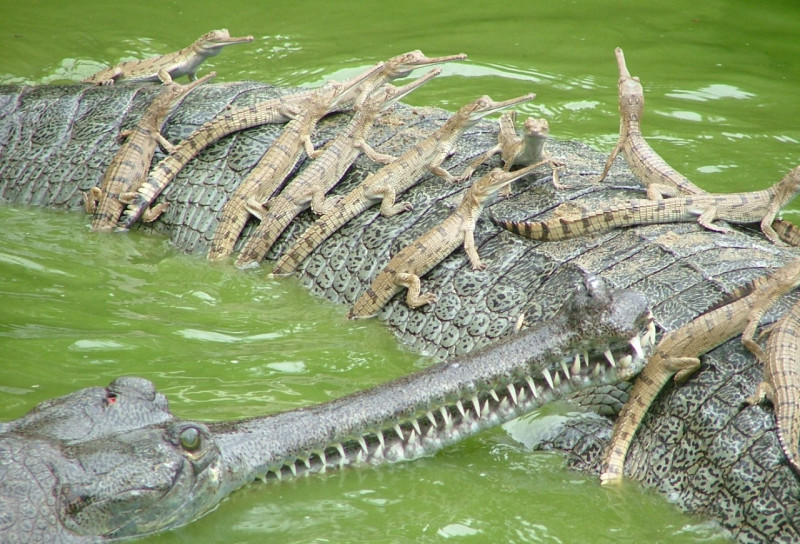 राप्ती नदीमा भेटियो १७ घडियालको गुँड