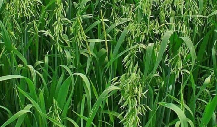 जै घाँस लगाउने किसानलाई प्रोत्साहन