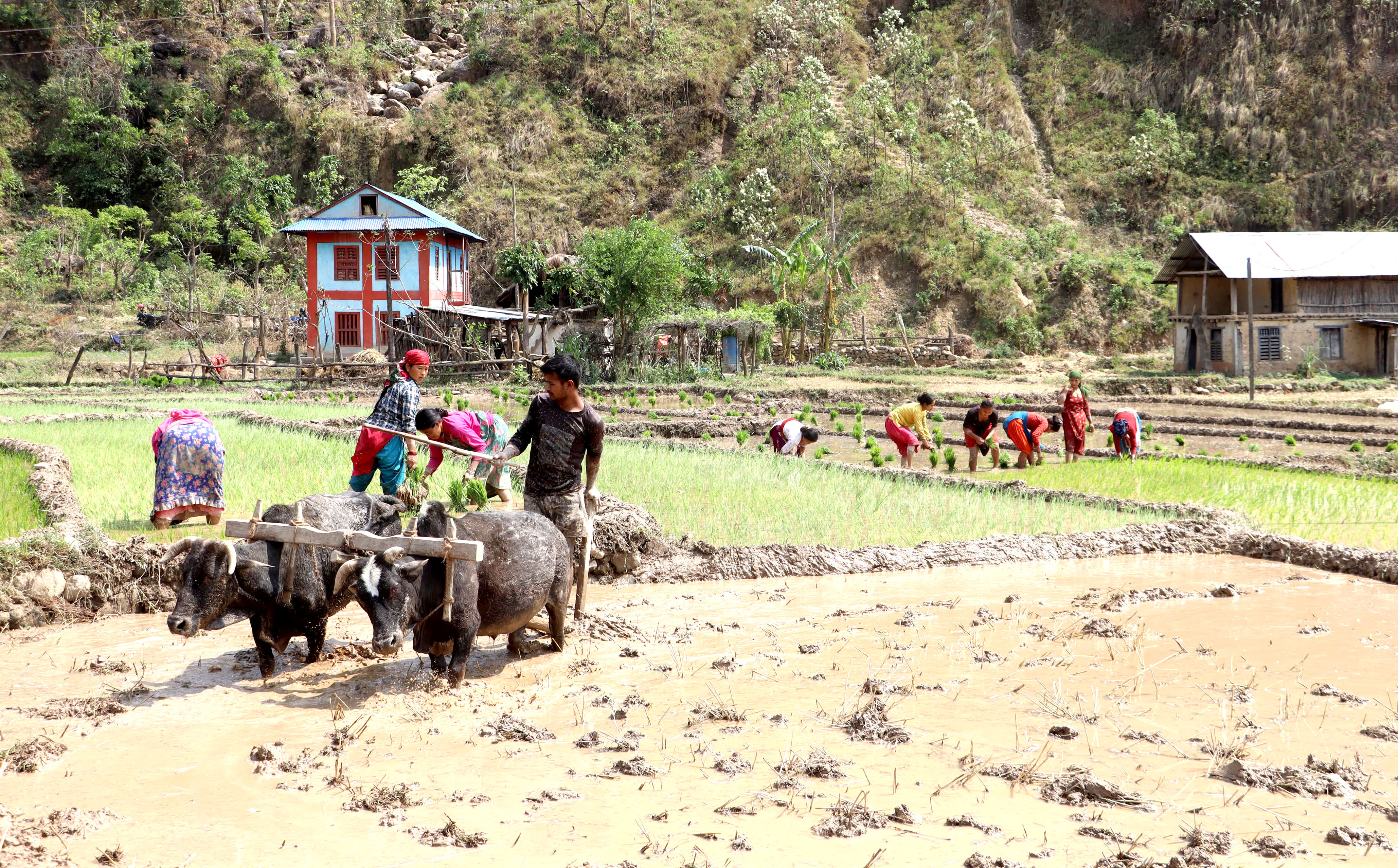 चैते धान रोप्दै किसान