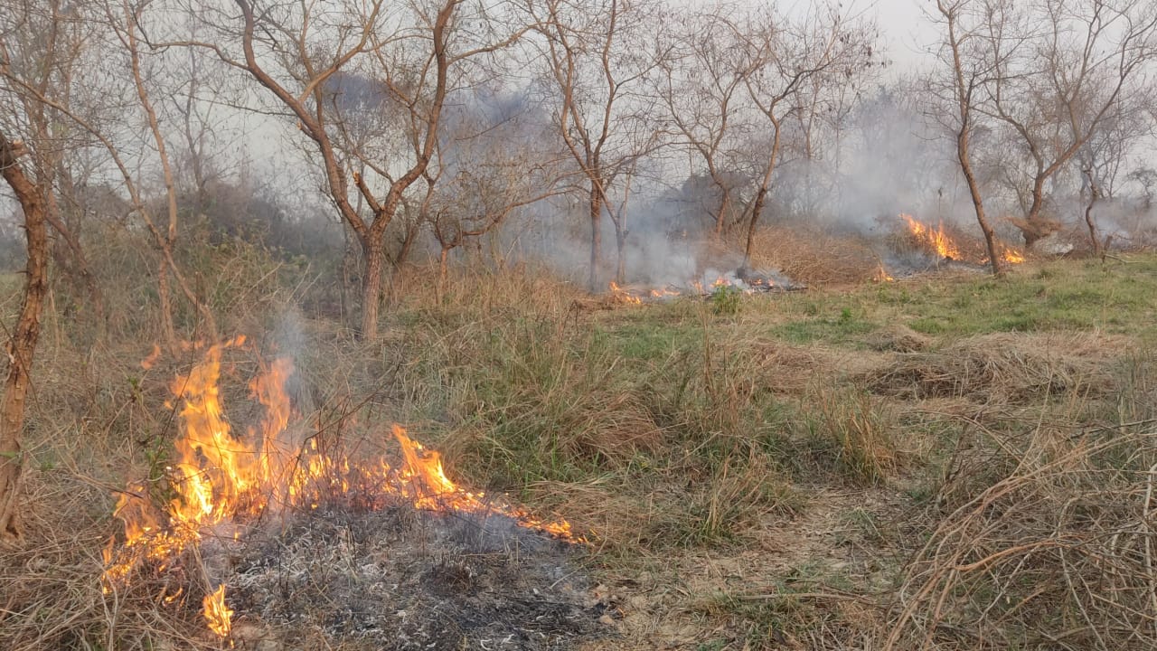 रौतहटमा बन फडानी तिब्र, बस्ती नै बसाउन लागेपछि एकजना पक्राउ