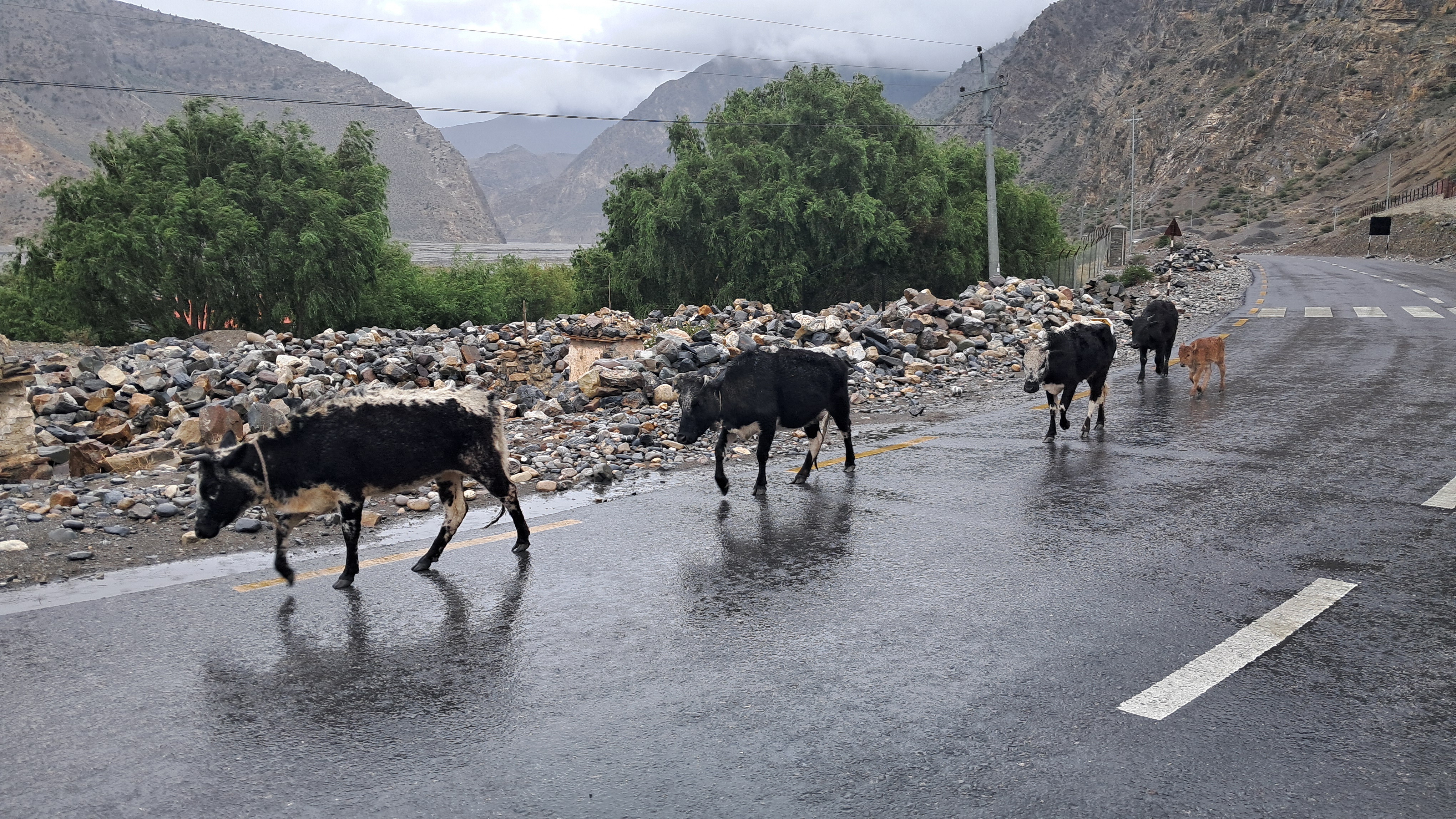 ‘हिमाली जिल्लाका लुलु गाई संरक्षणतर्फ ध्यान पुगेको छैन’