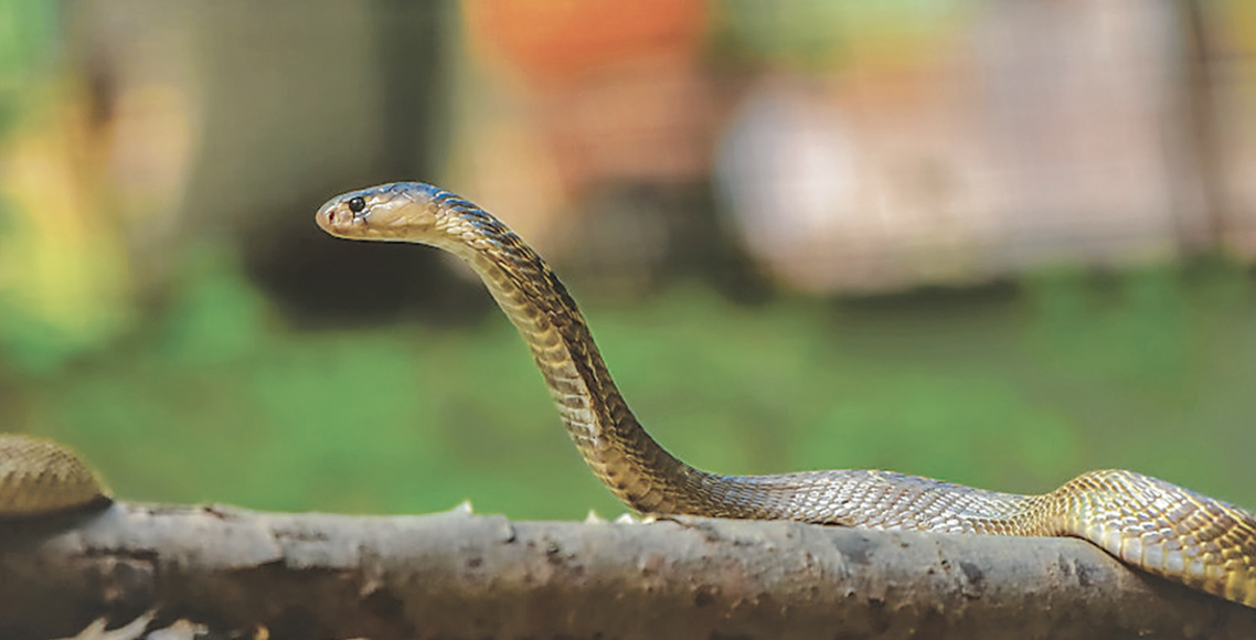 गर्मी बढेसँगै सर्पको बिगबिगी