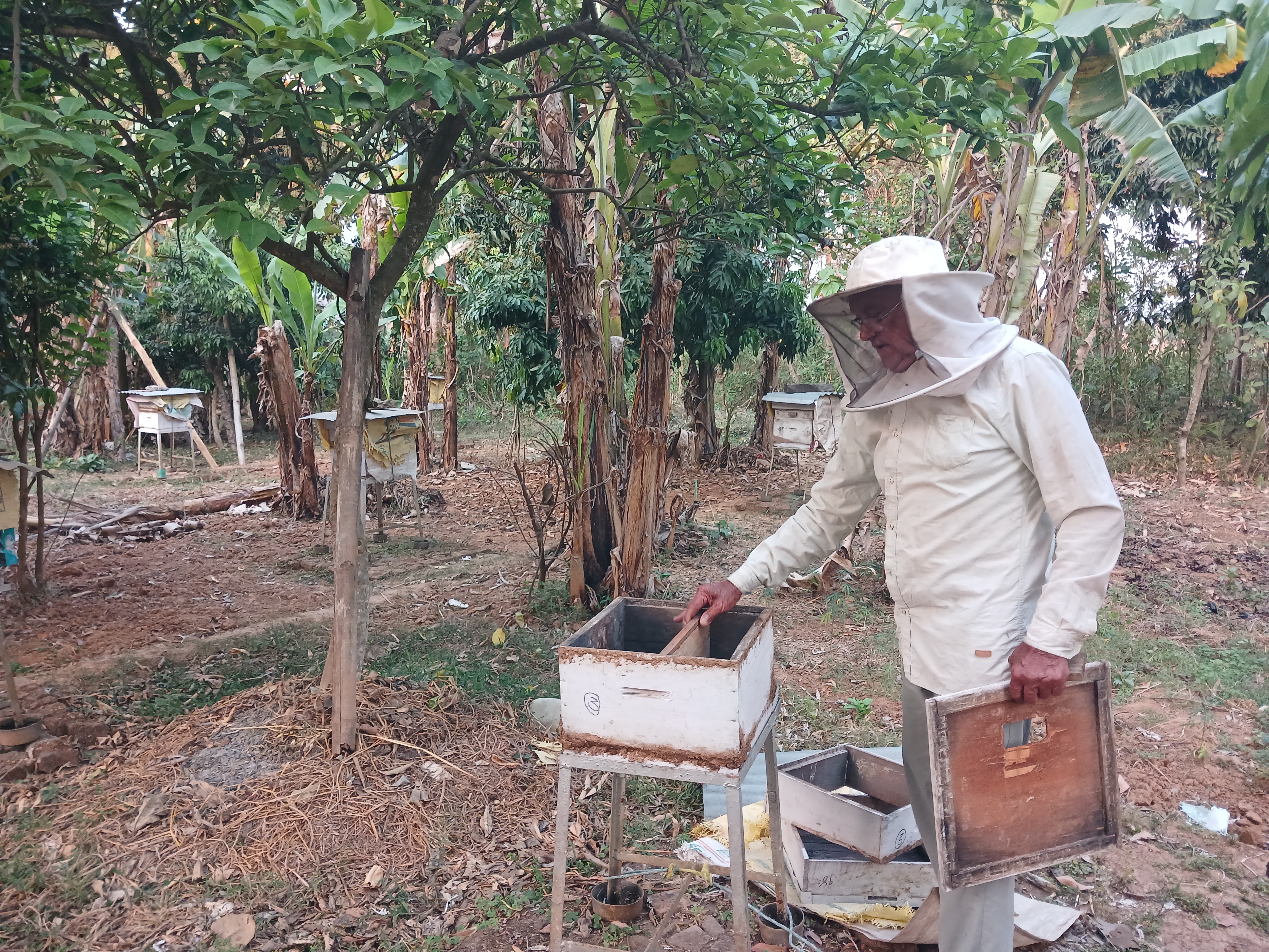 रामपुरमा बालीनालीमा छरेको विषादीले मौरी सखाप