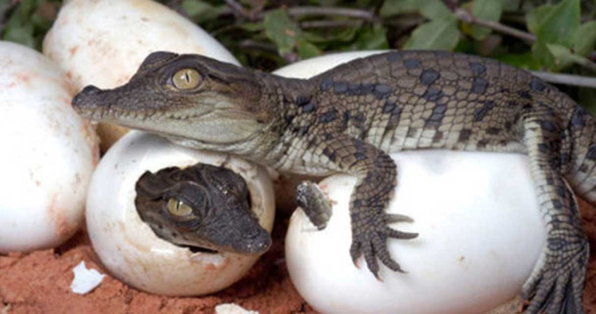 सङ्कलन गरेको गोहीका अण्डाबाट बच्चा कोरलियो