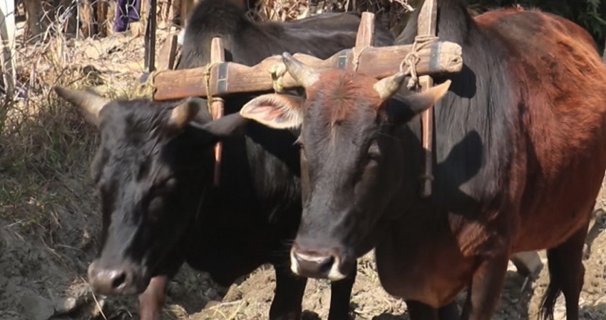हल गोरु पाल्ने दुई सय ४० किसानलाई प्रोत्साहन रकम