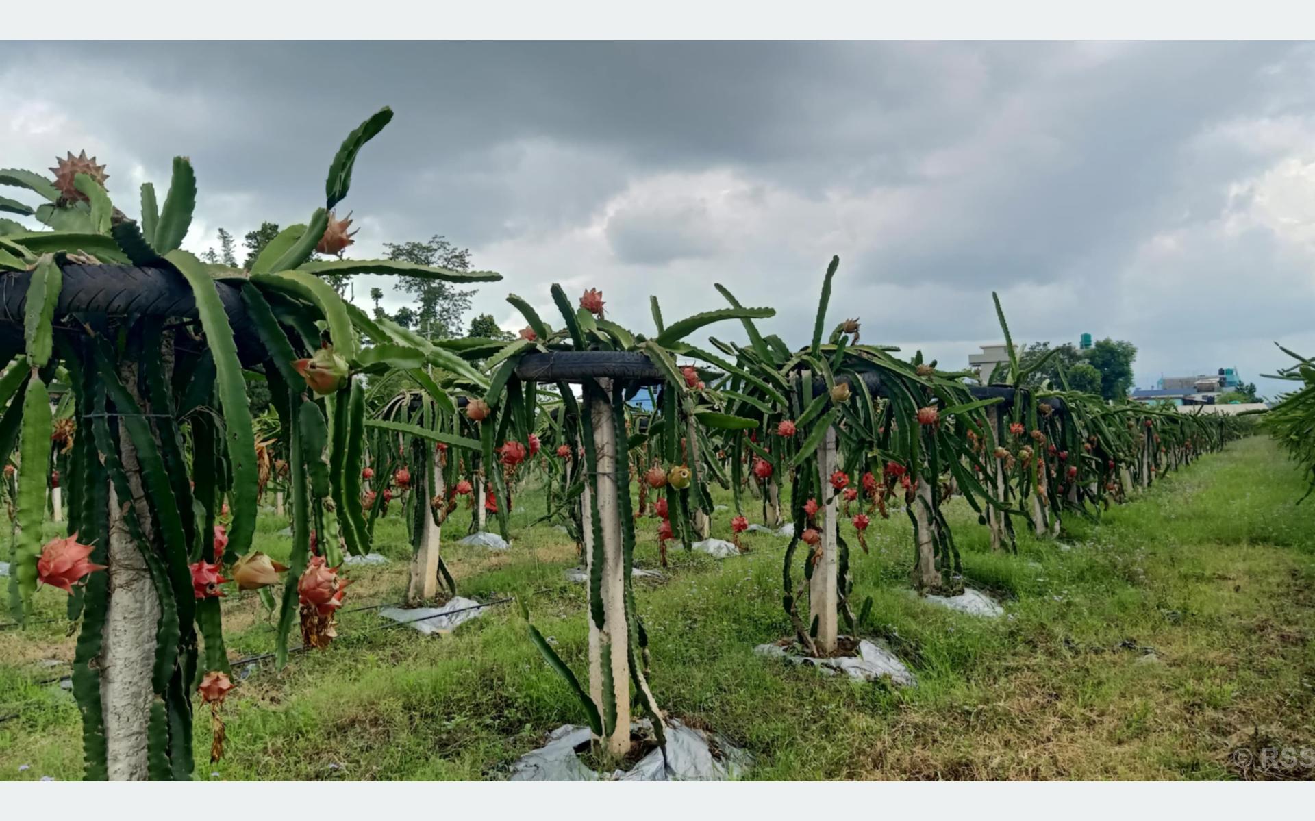 ‘ड्रागन फ्रुट’ खेतीतर्फ आकर्षित हुँदै सुर्खेतका किसान