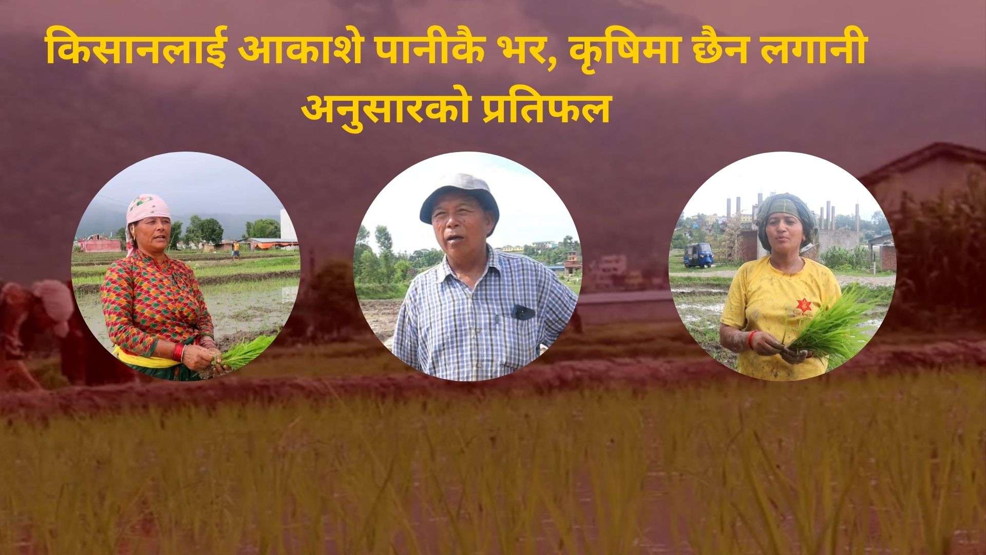 किसानलाई आकाशे पानीकै भर, कृषिमा छैन लगानी अनुसारको प्रतिफल