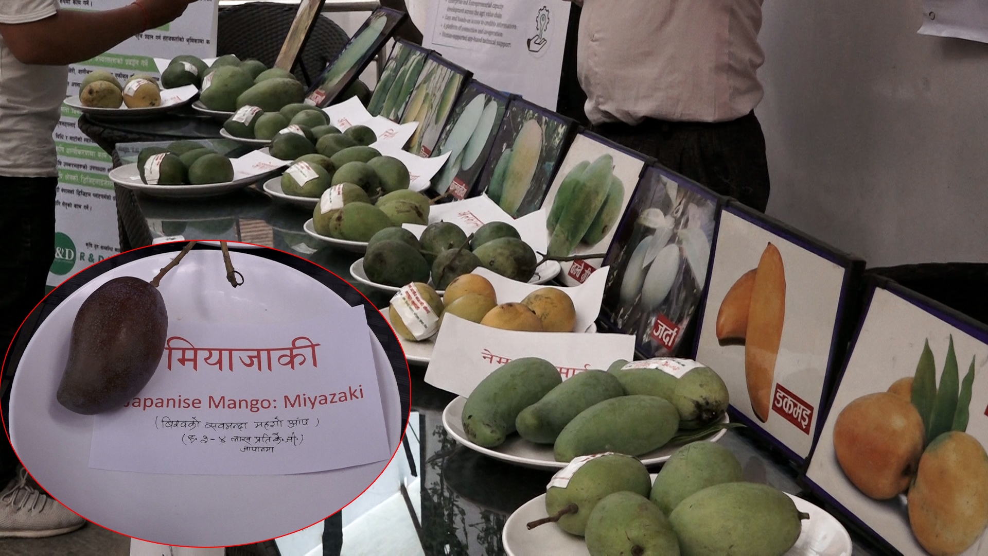 काठमाडौंमा आँप महोत्सवः प्रतिकिलो चार लाख पर्ने आँप प्रदर्शनमा (फोटोफिचर)