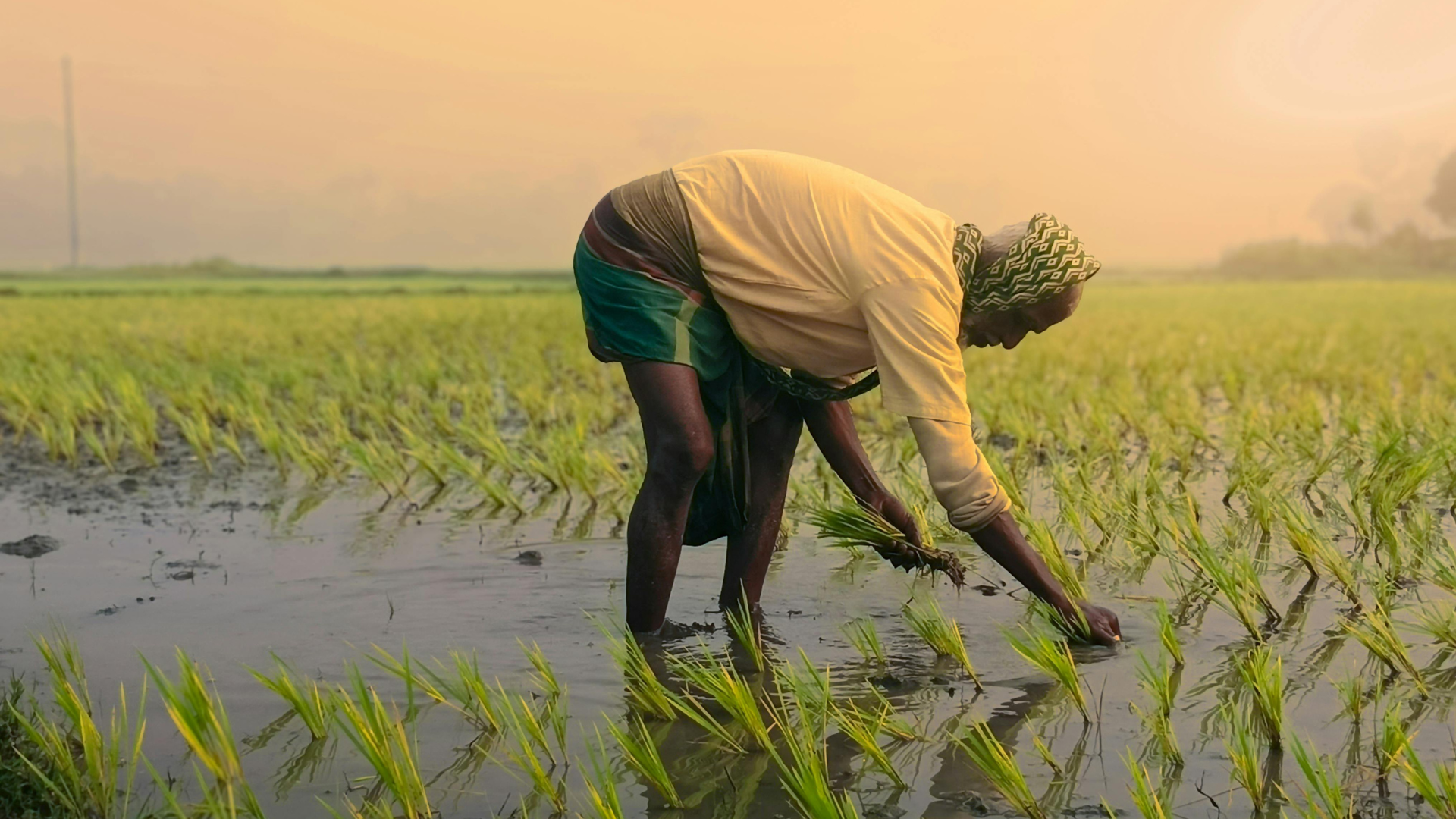 देशभर साढे १५ प्रतिशत धान रोपाइँ सम्पन्न, सबैभन्दा धेरै सूदूरपश्चिम प्रदेशमा