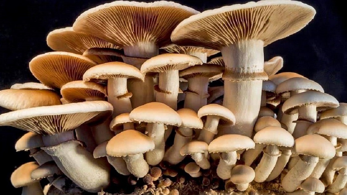 जंगली च्याउ खाँदा दिदीभाइको मृत्यु, दुई गम्भीर बिरामी