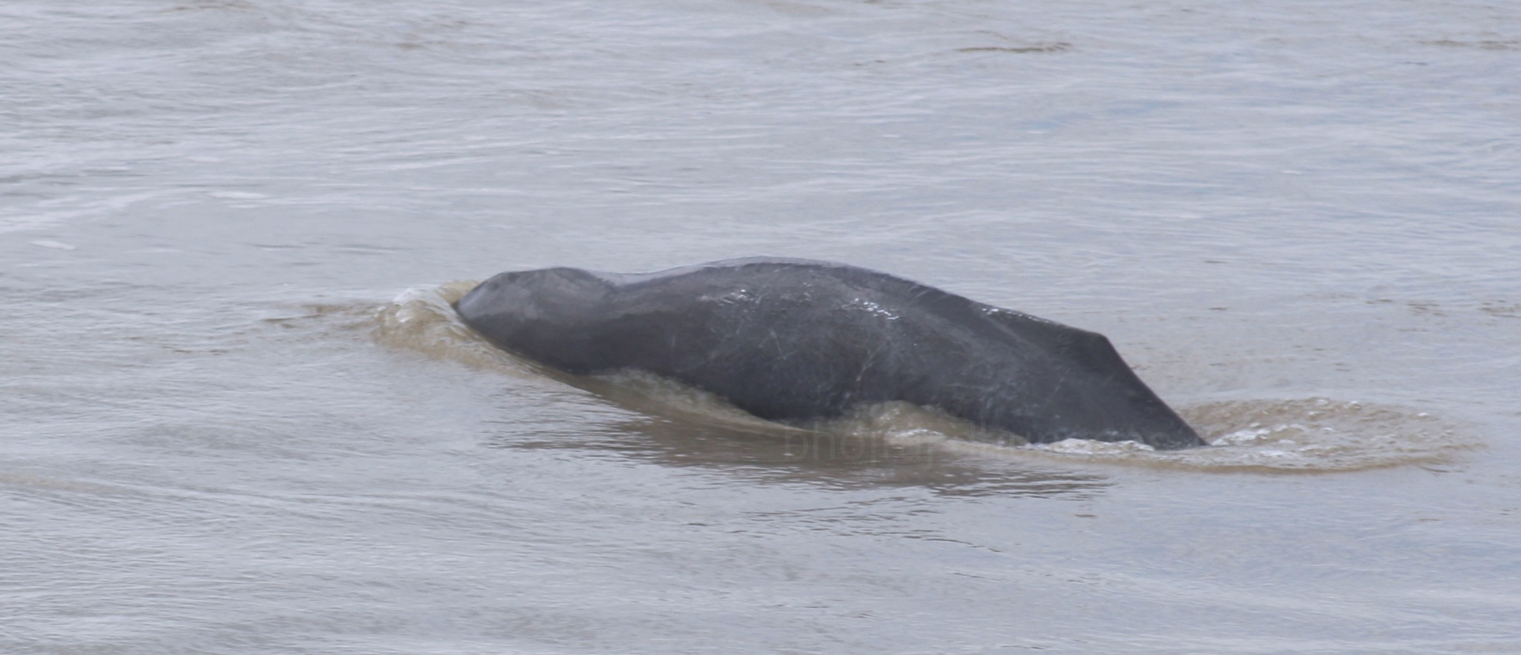 वर्षासँगै पानी बढेपछि कैलालीका नदीमा देखिन थाले डल्फिन