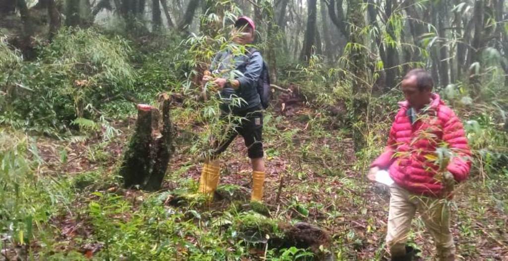 भोजपुरमा लोपोन्मुख ‘रेड पान्डा’को संरक्षण गर्न क्यामेरा जडान