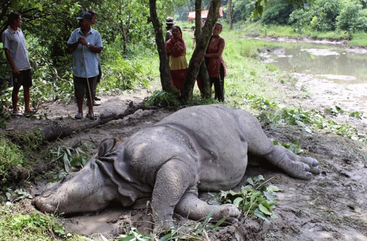 एक वर्षमा ८३ वन्यजन्तु मरे