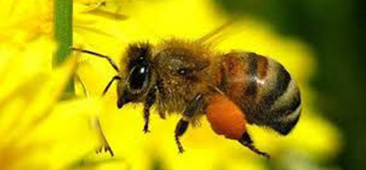 नेपालमा पहिलो पटक कृत्रिम प्रविधिबाट मौरीको रानु उत्पादन