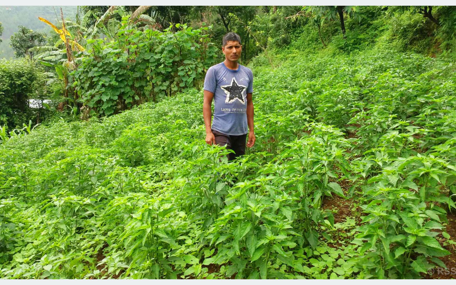 तरकारी र दूध बेचेर मासिक एक लाख आम्दानी