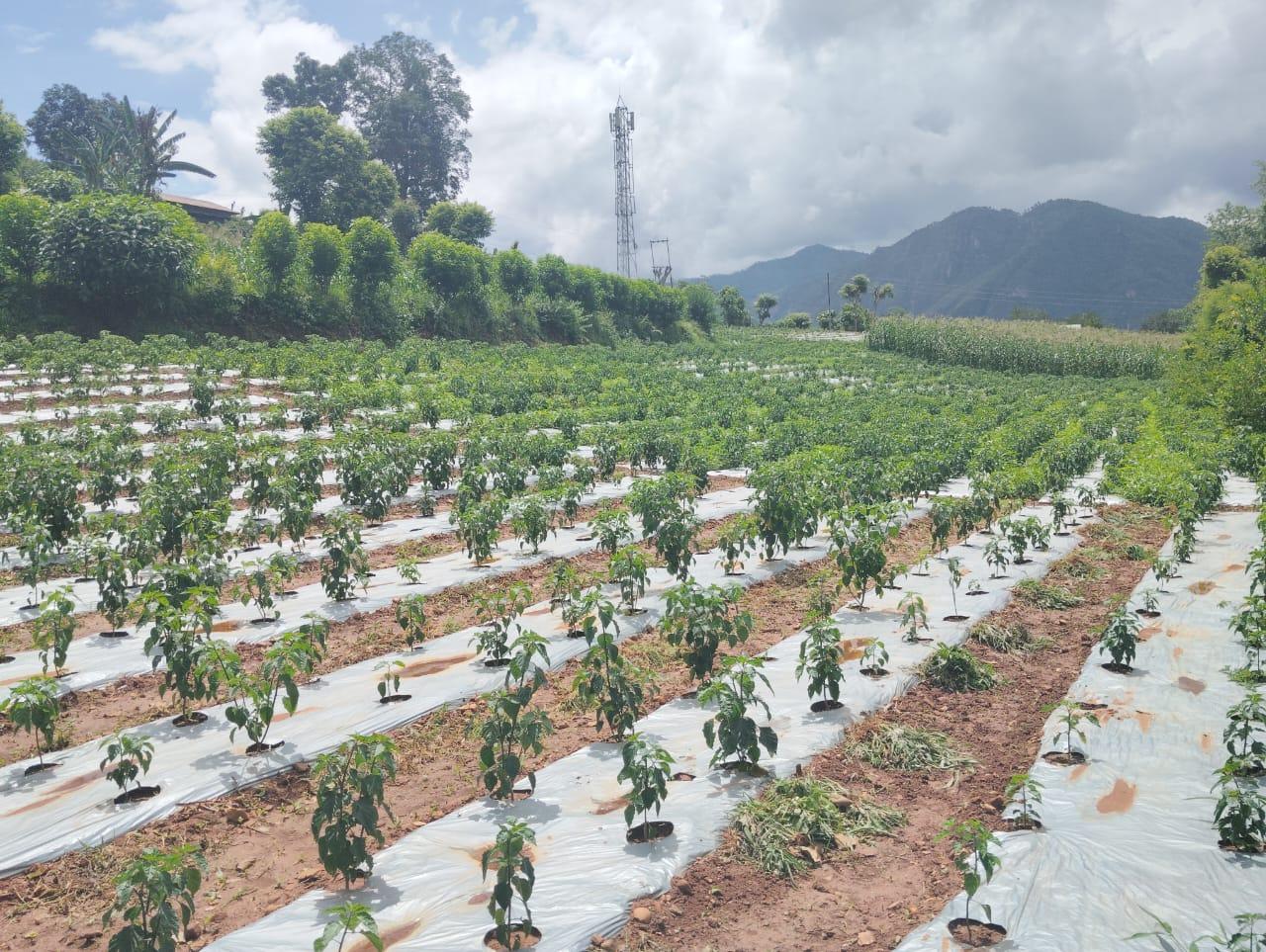 कालीगण्डकीमा व्यावसायिक अकबरेखेती