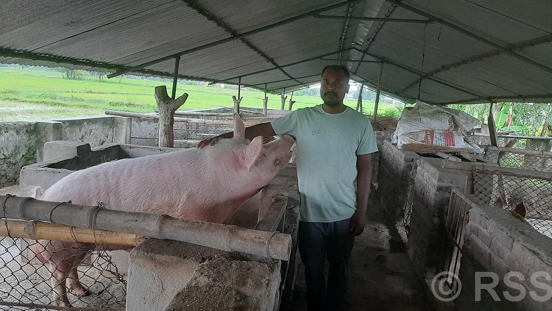 बङ्गुरका पाठापाठी बेचेर वार्षिक बाह्र लाख आम्दानी