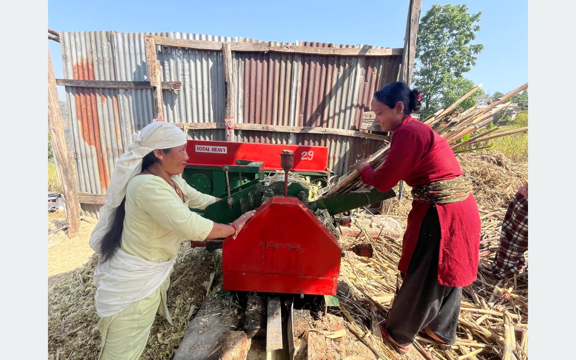 बाँझिएका बारीमा उखुखेती, पाँच महिनामै एक करोडको कारोबार